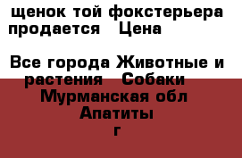 щенок той-фокстерьера продается › Цена ­ 25 000 - Все города Животные и растения » Собаки   . Мурманская обл.,Апатиты г.